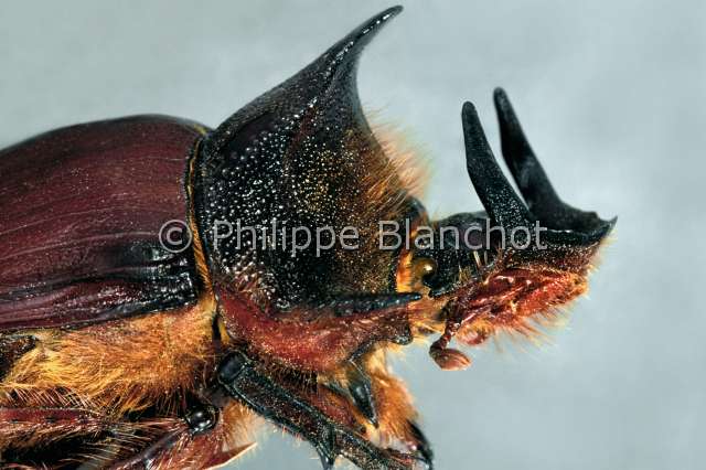Heliocopris gigas.JPG - in "Portraits d'insectes" ed. SeuilHeliocopris gigasScarabeeScarab beetleColeopteraScarabaeidaeEgypte